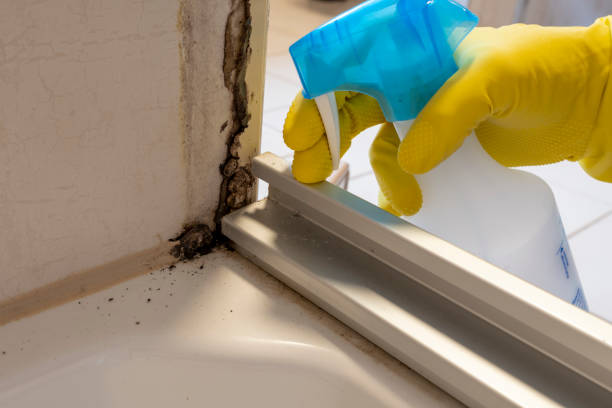 Crawl Space Mold Removal in Albany, GA